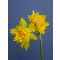 Narcis Double Campernelle - 10 bollen