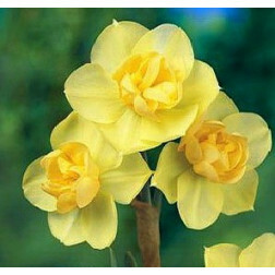 Narcis - Yellow cheerfulness - 10 bollen - BIO