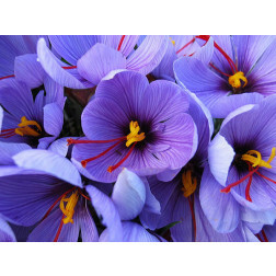 Saffraan krokus - Crocus sativus - 25 bollen - BIO
