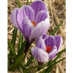 Krokus - King of the Striped -25 bollen - BIO
