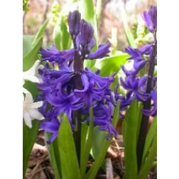 Hyacinth - Delft Blue - 10 bollen - BIO