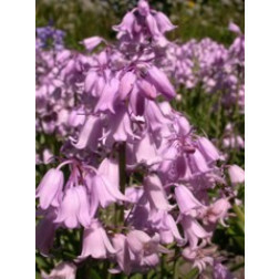 Roze boshyacint - Hyacinthoides hispanica - 10 bollen
