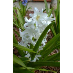 Hyacinth - White Pearl - 10 bollen - BIO 