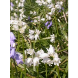 Witte boshyacint - Hyacinthoides hispanica - 10 bollen