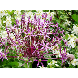 Sterrenlook - Allium christophii - 10 bollen - BIO