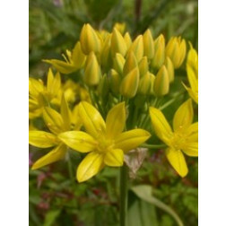 Gele sierui - Goudlook - Allium moly 'Jeanine' - 10 bollen - BIO