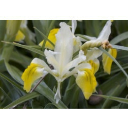 Iris bucharica (Bokhara iris - Gewei iris) 10 bollen