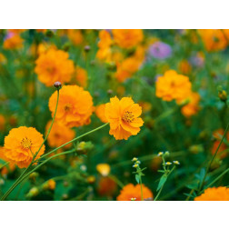 Cosmos sulphureus - Cosmea oranje - BIODYNAMISCH