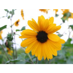 Helianthus debilis - Zonnebloem 'Petita' - BIODYNAMISCH