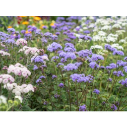 Ageratum houstonianum - Leverbalsem/Mexicaantje - BIODYNAMISCH