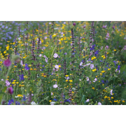 Bloemenmengeling - Florido - BIO - 1 zakje 0,65g - voor 1m²