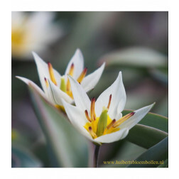Botanische tulp - Tulipa turkestanica - 10 bollen - BIO