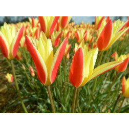 Botanische Tulp - Tulipa clusiana 'Tinka' - 10 bollen - BIO