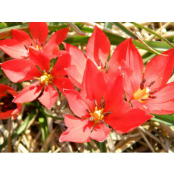 Botanische Tulp - Tulipa linifolia - 10 bollen - BIO
