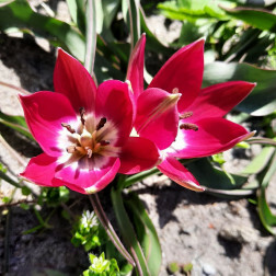 Botanische Tulp - Tulipa Tiny Timo - 10 bollen - BIO
