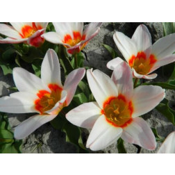 Tulp - Ancilla - 10 bollen - BIO