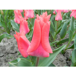 Tulp - Portland - 10 bollen - BIO