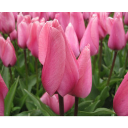 Tulp - Big Love - 10 bollen - BIO
