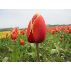 Tulp - Dafeng - 10 bollen - BIO