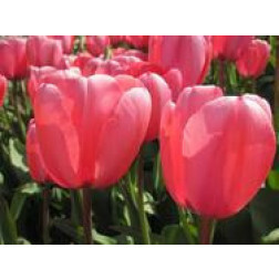 Tulp - Pink Impression - 10 bollen - BIO