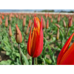 Tulp - Ballerina - 10 bollen - BIO