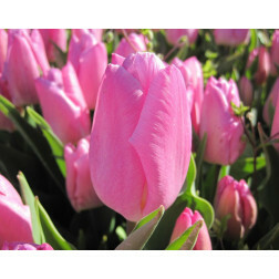 Tulp - Pink Prince - 10 bollen - BIO