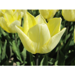 Tulp - Sunny Prince - 10 bollen - BIO