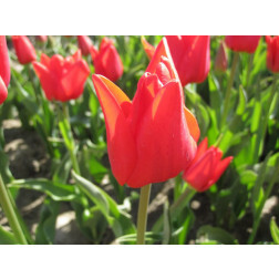 Tulp - Ben van Zanten - 10 bollen - BIO
