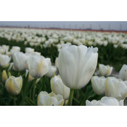 Tulp - Inzell - 10 bollen - BIO