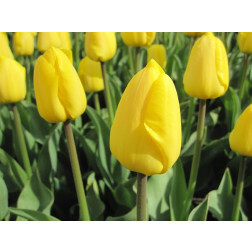 Tulp - Novi Sun - 10 bollen - BIO