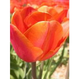 Tulp - Orange Cassini - 10 bollen - BIO