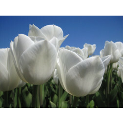 Tulp - Royal Virgin - 10 bollen - BIO