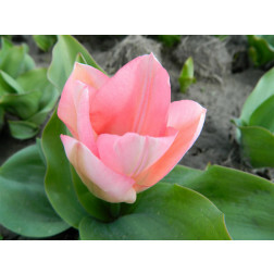 Tulp - Sweet Sixteen - 10 bollen - BIO