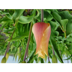 Tulp - Blushing Lady - 10 bollen - BIO