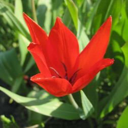 Botanische Tulp - Tulipa praestans 'Zwanenburg' - 10 bollen - BIO