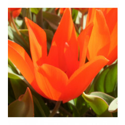 Botanische tulp - Tulipa praestans - Zwanenburg - 10 bollen - BIO
