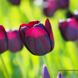 Tulp - Queen of Night - 10 bollen - BIO