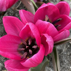 Botanische tulp - Tulipa humulus - Vioalacea Black Base - 10 bollen - BIO