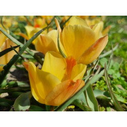 Botanische tulp - Tulipa batalinii 'Yellow Yewel' - 10 bollen - BIO