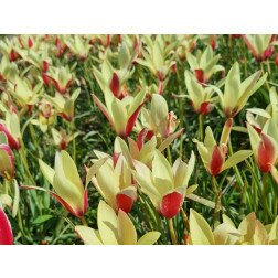 Botanische tulp - Tulipa clusiana 'Cynthia' - 10 bollen - BIO