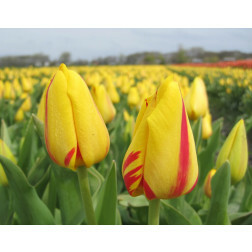 Tulp - Freedom Flame - 10 bollen - BIO