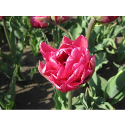 Tulp - Double Princess - 10 bollen - BIO