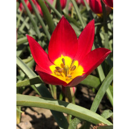 Botanische tulp - Tulipa humilis 'Red Beauty' - 10 bollen - BIO