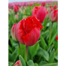 Tulp - Masterpeace - 10 bollen - BIO