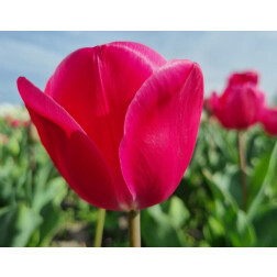 Tulp - Carola - 10 bollen - BIO