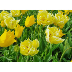 Tulp - Geel - mengeling Yokohama/Verona - 10 bollen - BIO