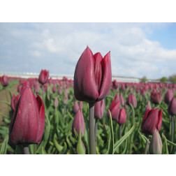 Tulp - Ronaldo - 10 bollen - BIO