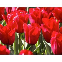 Tulp - Strong Love - 10 bollen - BIO