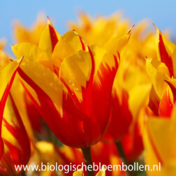 Tulp - Fire Wings - 10 bollen - BIO