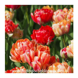 Tulp - Gudoshnik Double - 10 bollen - BIO